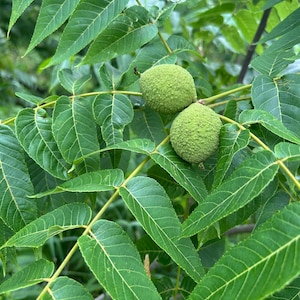 May include: Two round, textured green walnuts hanging from a branch surrounded by vibrant, pinnate green leaves. The fruit surfaces appear bumpy and firm, attached to thin, light-colored stems amidst the dense, serrated foliage of the tree.