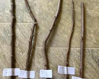 Fresh Cut Hazelnut Sticks: Rustic Craft Wood, Pet Chews