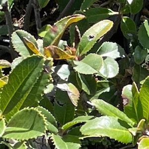 May include: A close-up of a green leafy plant with some leaves that are turning brown. The plant has a lot of small leaves and is growing in a pot.