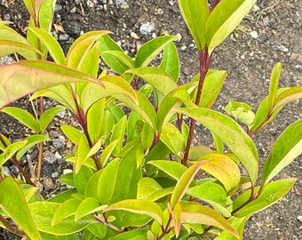 May include: A potted plant with green and yellow leaves and red stems. The plant is in a black plastic pot and is sitting on a bed of gravel.
