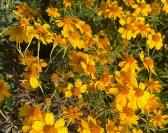 Mexican marigold- Tagetes lemmonii- Mountain marigold