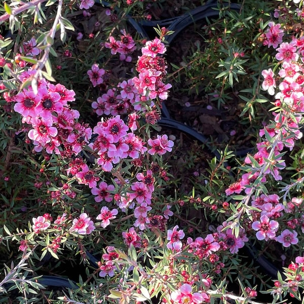 Leptospermum scoparium Tea tree - now blooming! 3 colors to choose from