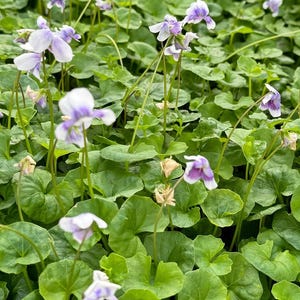May include: A close-up view of a patch of purple and white flowers growing in a bed of green leaves. The flowers are small and delicate, with five petals each. The leaves are heart-shaped and have a slightly fuzzy texture.