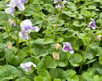 May include: A close-up view of a patch of purple and white flowers growing in a bed of green leaves. The flowers are small and delicate, with five petals each. The leaves are heart-shaped and have a slightly fuzzy texture.