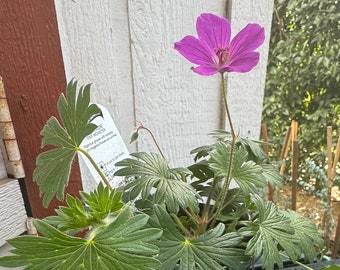 Geranium 'Tiny Monster'