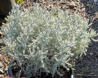 May include: A potted plant with silvery-green foliage. The plant has a dense, bushy appearance and is contained in a black plastic pot. The leaves are small and textured, creating a soft, almost fuzzy look. The plant is outdoors, with a natural background.