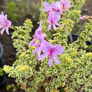 Scented Geranium Pelargonium plant - Fragrant Delight
