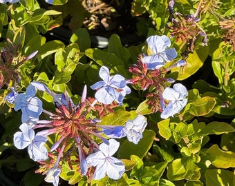 Cape Plumbago Blue, Drought-Tolerant Shrub (One-Gallon Pot)