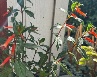 Live Mexican Cigar Plant (Cuphea ignea) Firecracker plant- You choose: Pink or Orange-Red-  Blooming now! 4 inch pot or one gallon pot