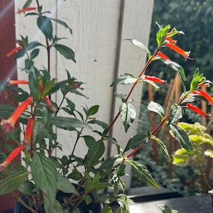 May include: A potted plant with bright red flowers and green leaves. The plant is in a green plastic pot.