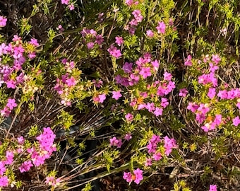 Breath of heaven- Coleonema Pulchellum- Pink or White blooms- you choose