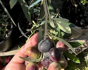 Young olive tree- Olea Europaea, in a one gallon pot.