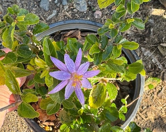 Lavender star flower- Grewia occidentalis