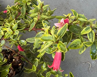 May include: A potted plant with green and yellow leaves and pink flowers. The plant is in a black pot and is being held by a hand.