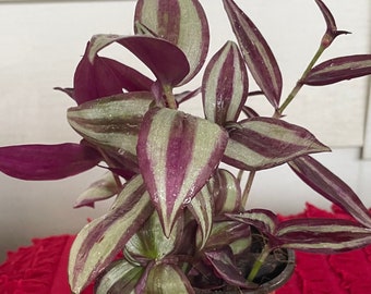 May include: A potted plant with green and purple striped leaves. The plant is in a small orange pot and is sitting on a red ruffled surface.