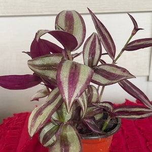Inch plant- Tradescantia zebrina