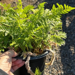 Rabbit's Foot Fern- Davallia trichomanoides, Squirrel's Foot Fern