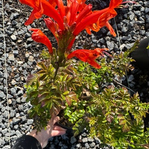 Cape honeysuckle, Tecomaria capensis orange or Capetown Red Your choice in one gallon pot