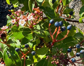 Viburnum tinus 'Spring Bouquet'