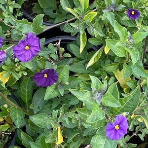 May include: Close-up of a vibrant plant with deep purple flowers and bright yellow centers. The flowers are surrounded by lush green leaves with some yellowing edges. The image showcases the plant's natural beauty and texture.
