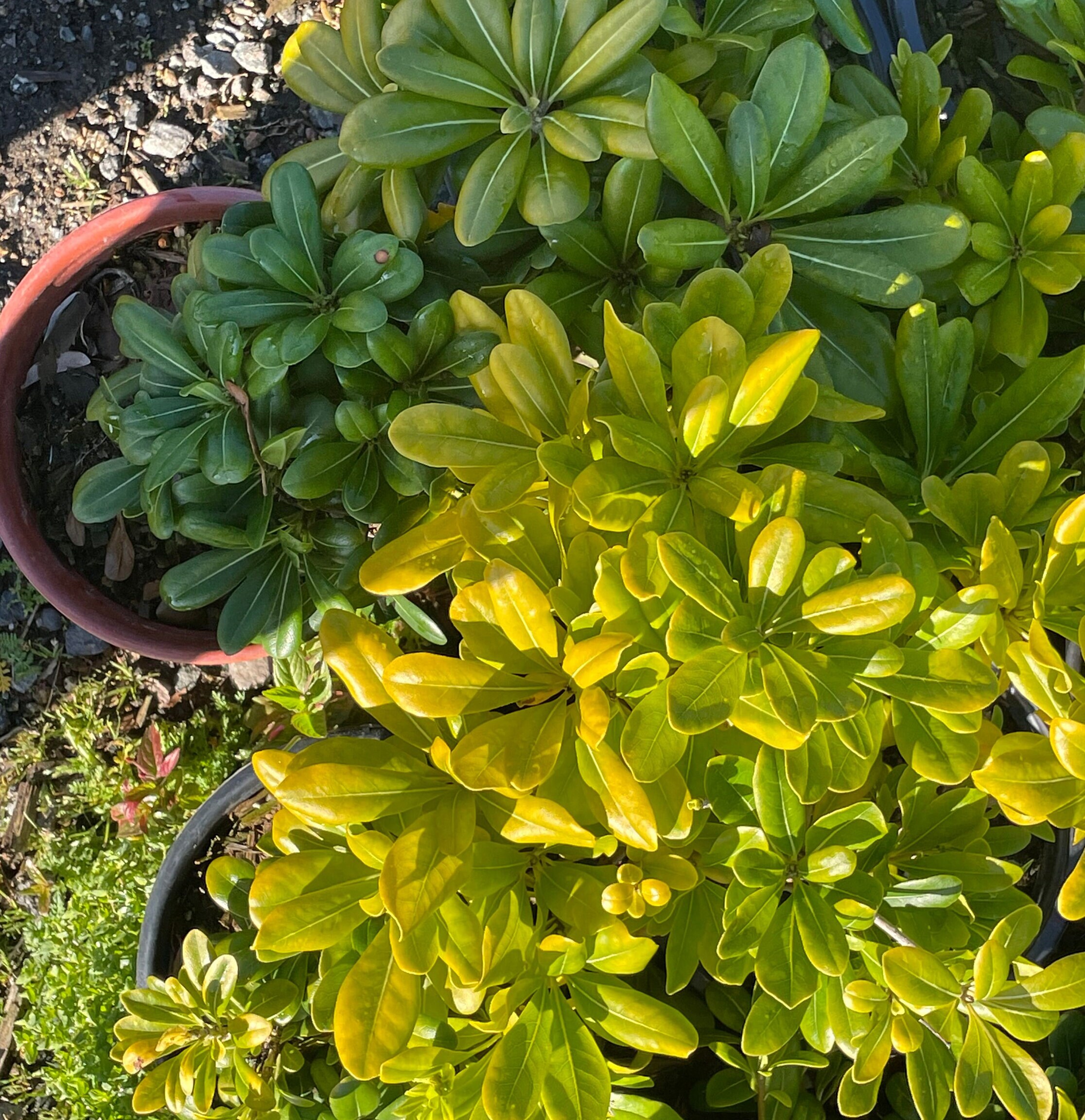 Pittosporum Tobira 'wheeler's Dwarf' Etsy