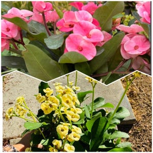 Crown of thorns- choose Pink or White- now blooming. In 6 inch disposable pot