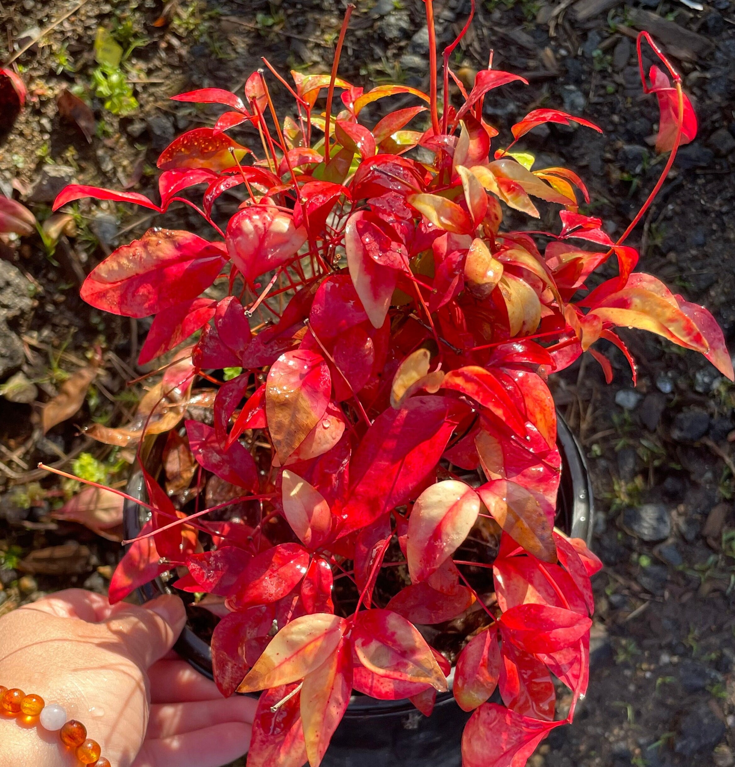 Nandina Gulf Stream or Nandina Sienna Sunrise 'heavenly Bamboo' Plant