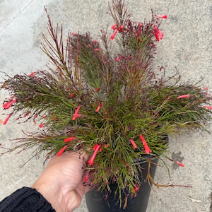 May include: A potted plant with long, thin, green leaves and small, bright red flowers. The plant is in a black plastic pot.