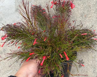 May include: A potted plant with long, thin, green leaves and small, bright red flowers. The plant is in a black plastic pot.