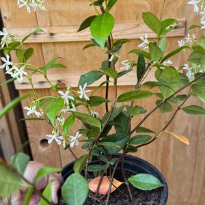 Star Jasmine, Trachelospermum jasminoides, live plant in one gallon pot