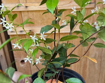 Star Jasmine, Trachelospermum jasminoides, live plant in one gallon pot
