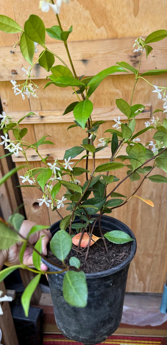 creeper plants for trellis Freestanding Garden Flower Trellis for Climbing Plants main image 1