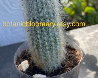 Silver torch cactus -(Cleistocactus strausii) - Unique and Hardy Succulent