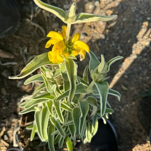 Jerusalem sage, Phlomis fruticosa