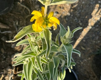 Jerusalem sage, Phlomis fruticosa