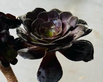 Black Rose Aeonium, live plant in 4 inch or 6 inch pot (you choose)