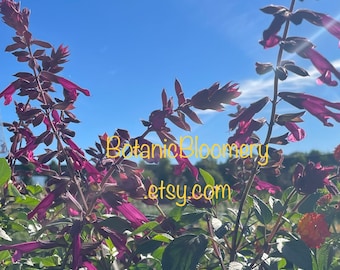 Salvia Love and Wishes Plant- Blooming now! One gallon pot