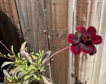May include: A potted plant with dark burgundy flowers and buds. The plant has green and burgundy leaves and stems. The flower is in focus, with a dark center and petals. The plant is in a black pot, held in a hand, with a wooden fence in the background.