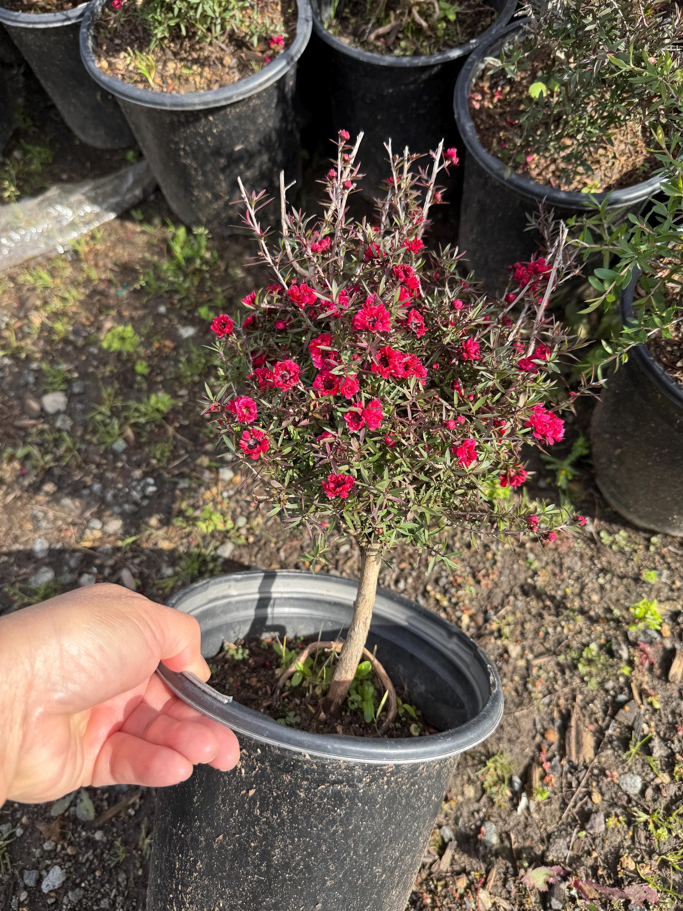 Leptospermum Scoparium Tea Tree - Now Currently Blooming! 3 Colors