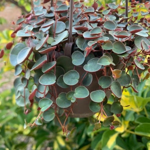 May include: A hanging basket filled with a Peperomia plant. The plant features small, round, green leaves with reddish edges and stems. The basket is brown and suspended by a dark brown hanger, with a blurred green and yellow background.