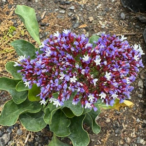 Puede incluir: Primer plano de una planta floreciente con un racimo de pequeñas flores moradas, blancas y burdeos. La planta tiene hojas verdes grandes y redondeadas. Las flores están en plena floración.