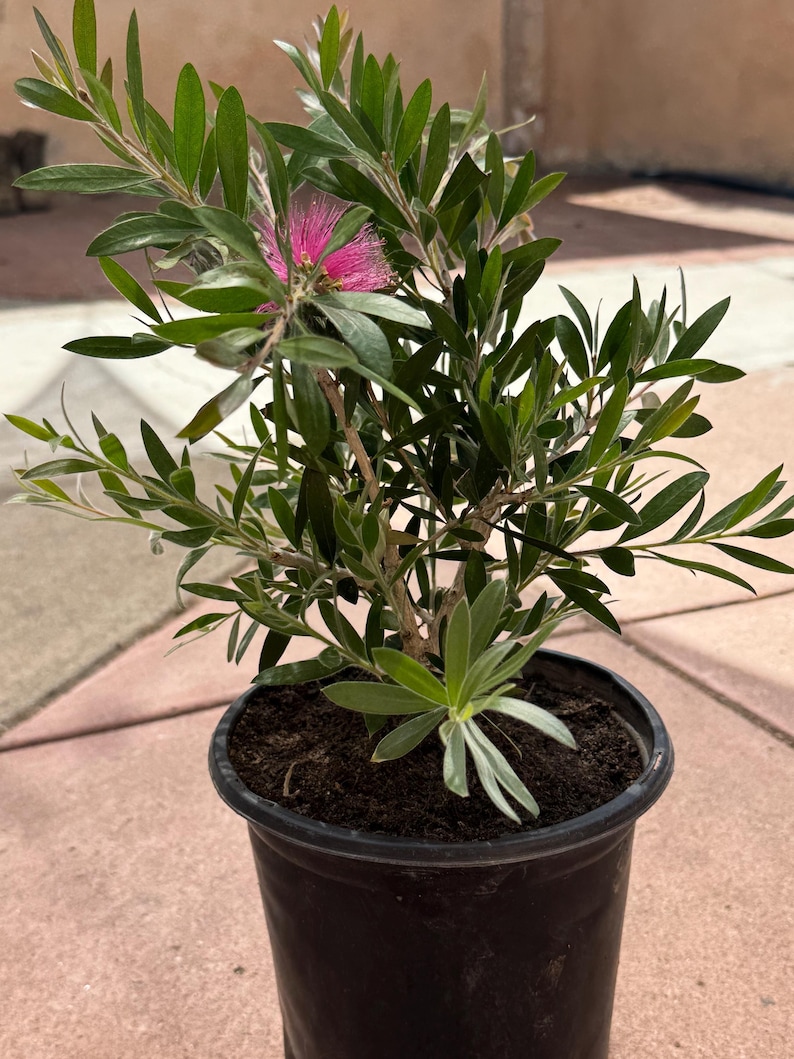 BotanicBloomery Lemon Bottlebrush Plant - Thumbnail 4