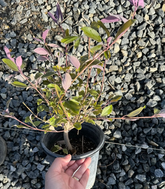 Arabian Lilac, Vitex Trifolia Purpurea 'fascination' ( 1 Gallon
