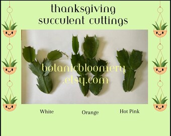 Thanksgiving Cactus Cuttings Set - White, Orange, Hot Pink