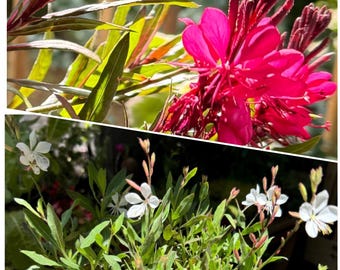 Gaura Lindheimeri-  Passionate Rainbow Gaura (Pink) or White: you choose.