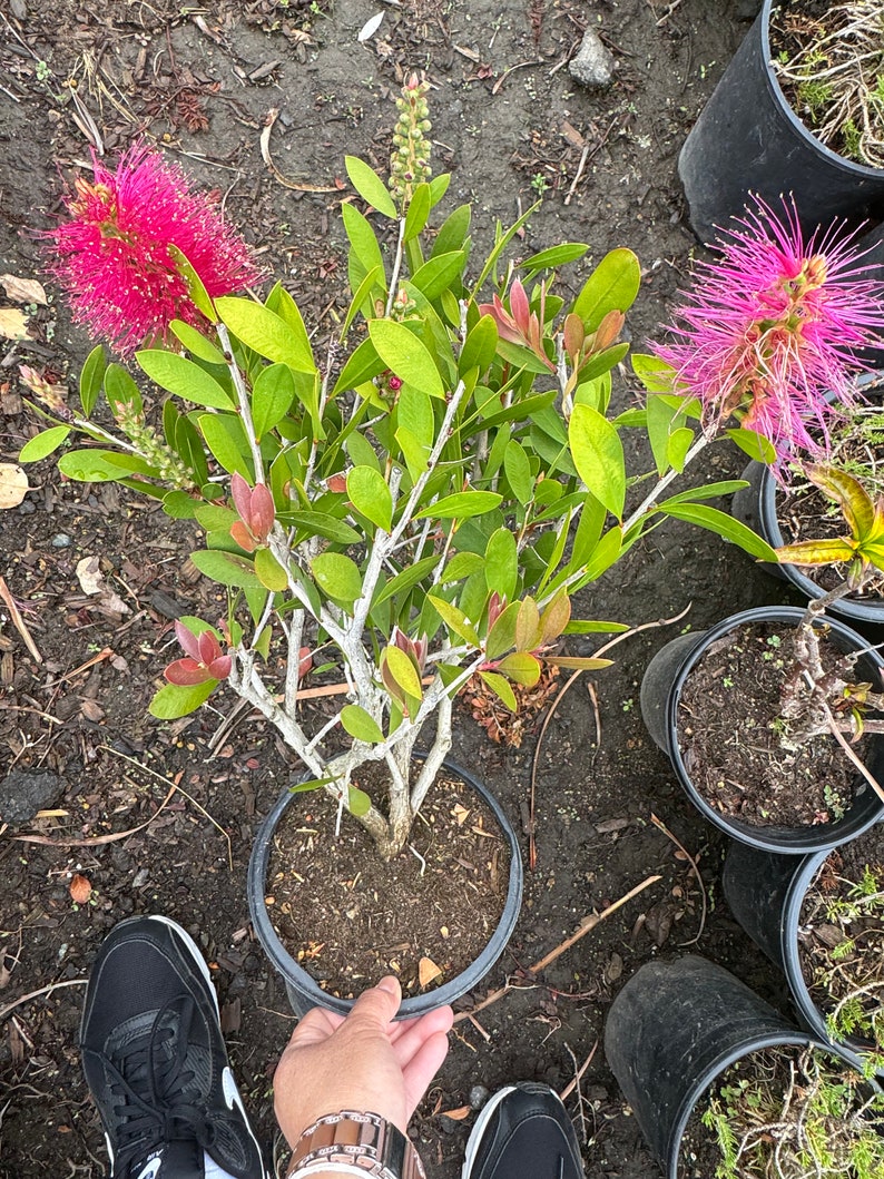 BotanicBloomery Lemon Bottlebrush Plant