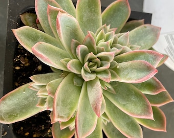Large succulents- you choose