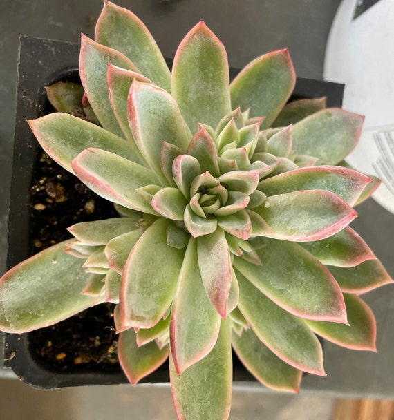 Large Succulents- You Choose - Etsy