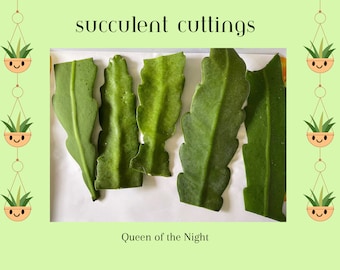 May include: Five green succulent cuttings labeled "Queen of the Night" on a white surface. The cuttings are arranged in a row, with the largest cutting in the center.