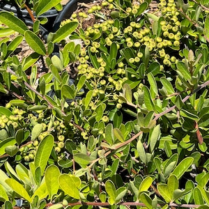 May include: Close-up of a vibrant green plant with small, round, yellow-green berries. The plant has numerous oval-shaped leaves and thin, reddish-brown stems. The image is well-lit, showcasing the plant's texture and color.